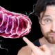 Mitochondria | The Secret to a Strong Immune System?