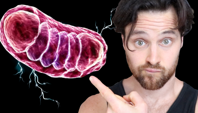 Mitochondria |  The Secret to a Strong Immune System?