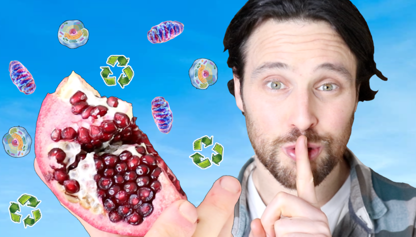 Plants Secret Longevity Compounds | Phytochemicals