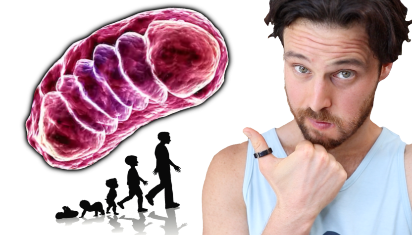 Is Improving Mitochondria Function a Secret to Fixing Obesity?