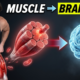 Can Your LEG MUSCLE Predict BRAIN DECLINE?